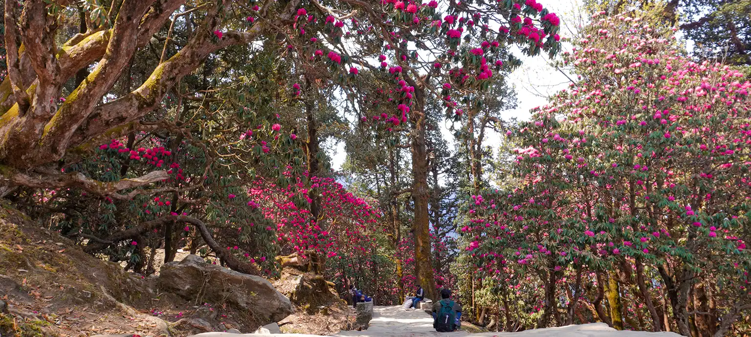 Chopta Chandrashila Tungnath Trek with Deoriatal